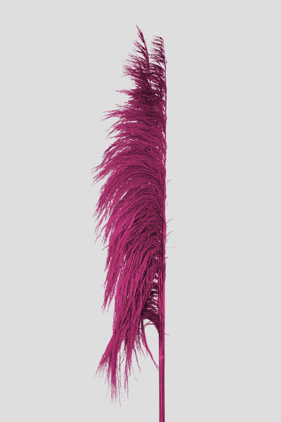 Feather Pampas 5 steli | Magenta