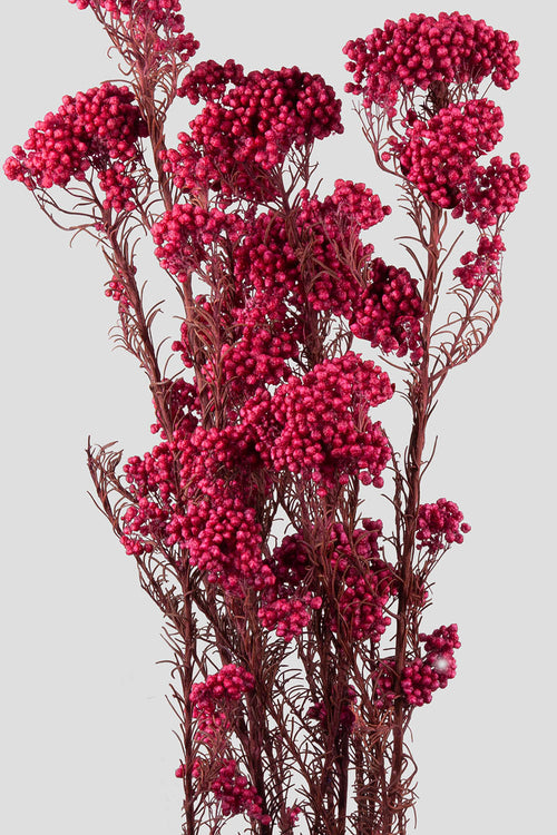 Helichrysum | Magenta
