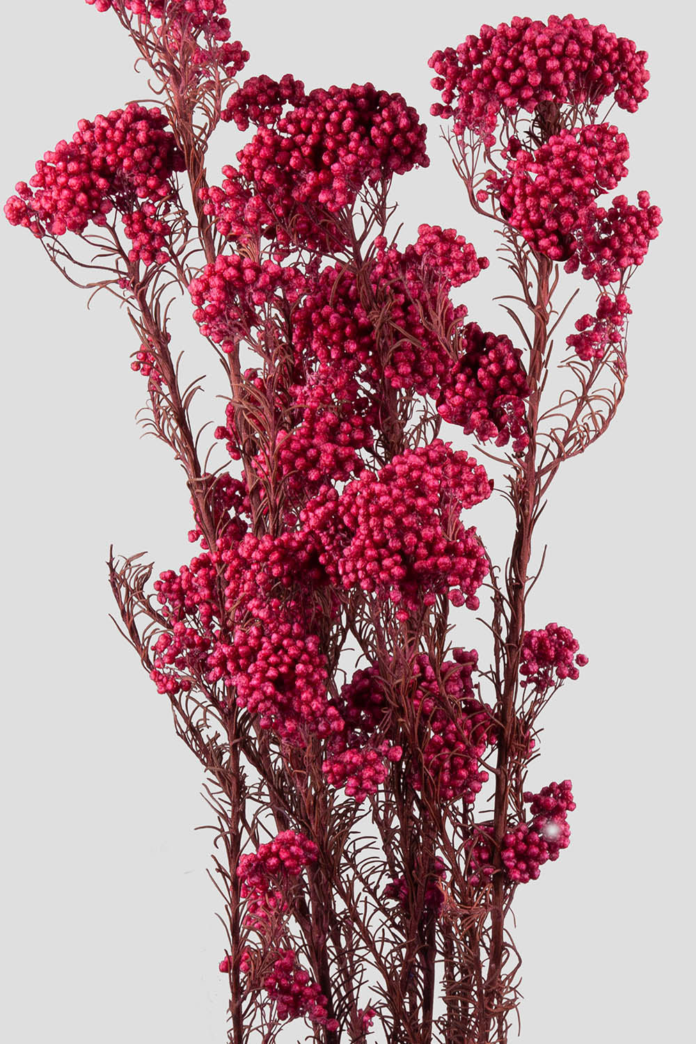 Helichrysum | Magenta