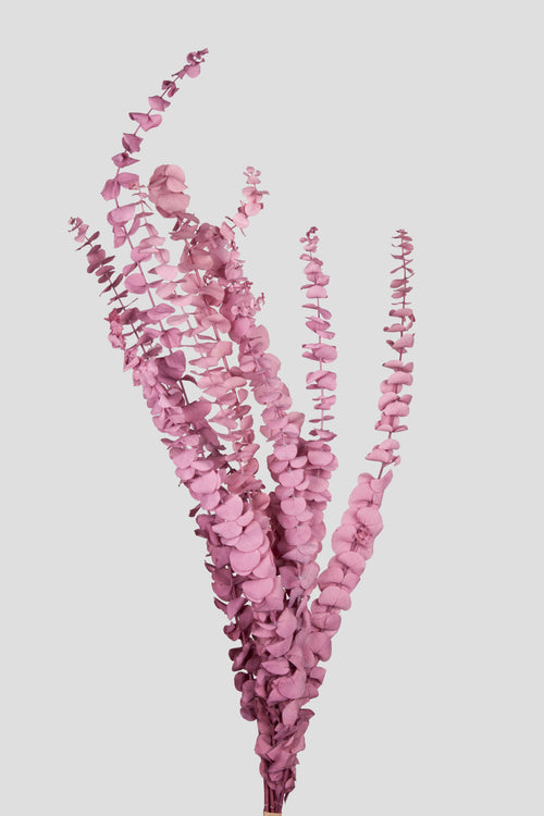 Eucalipto Baby Blue | Mauve