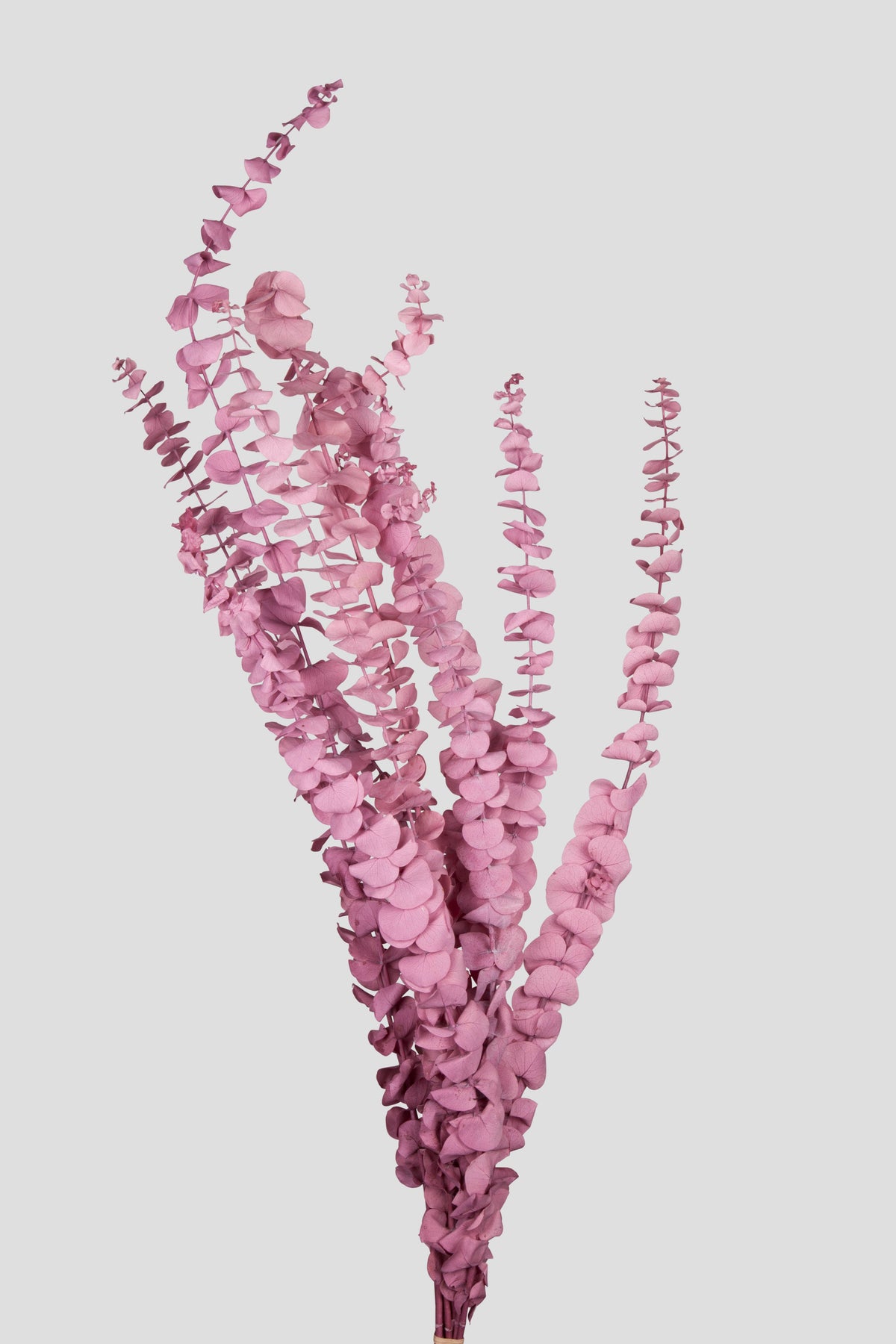 Eucalipto Baby Blue | Mauve