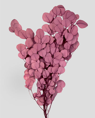 Eucalipto Populus | Mauve
