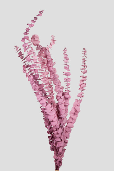 Eucalipto Baby Blue | Mauve