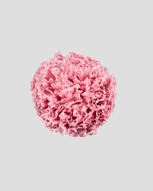 Carnation | box of 6