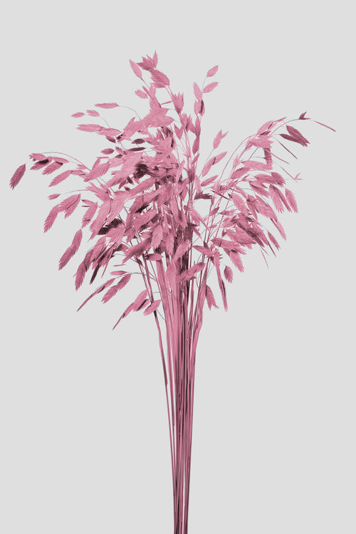 Chasmanthium | Mauve