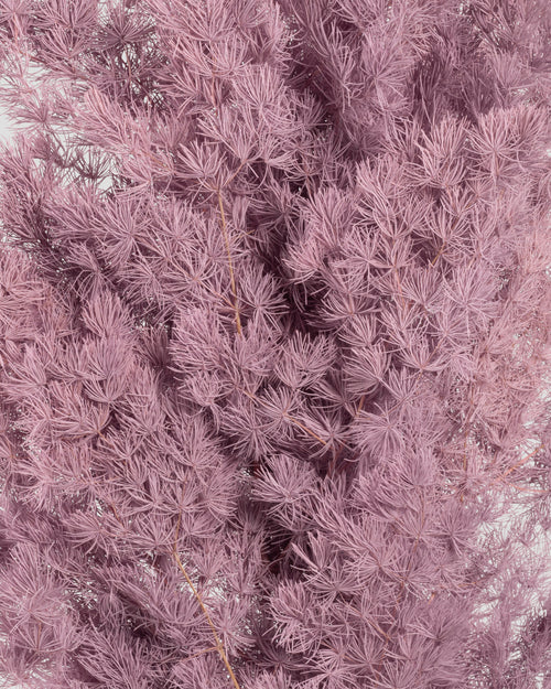 Ming Fern | Mauve
