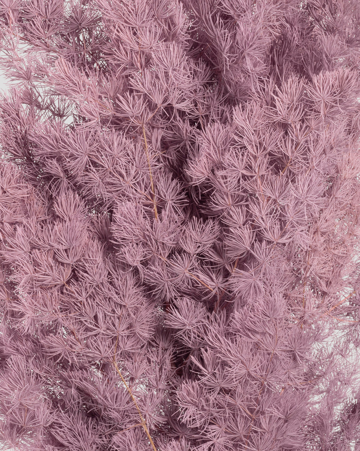 Ming Fern | Mauve
