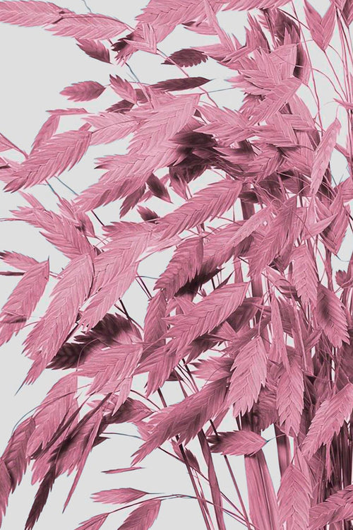 Chasmanthium | Mauve
