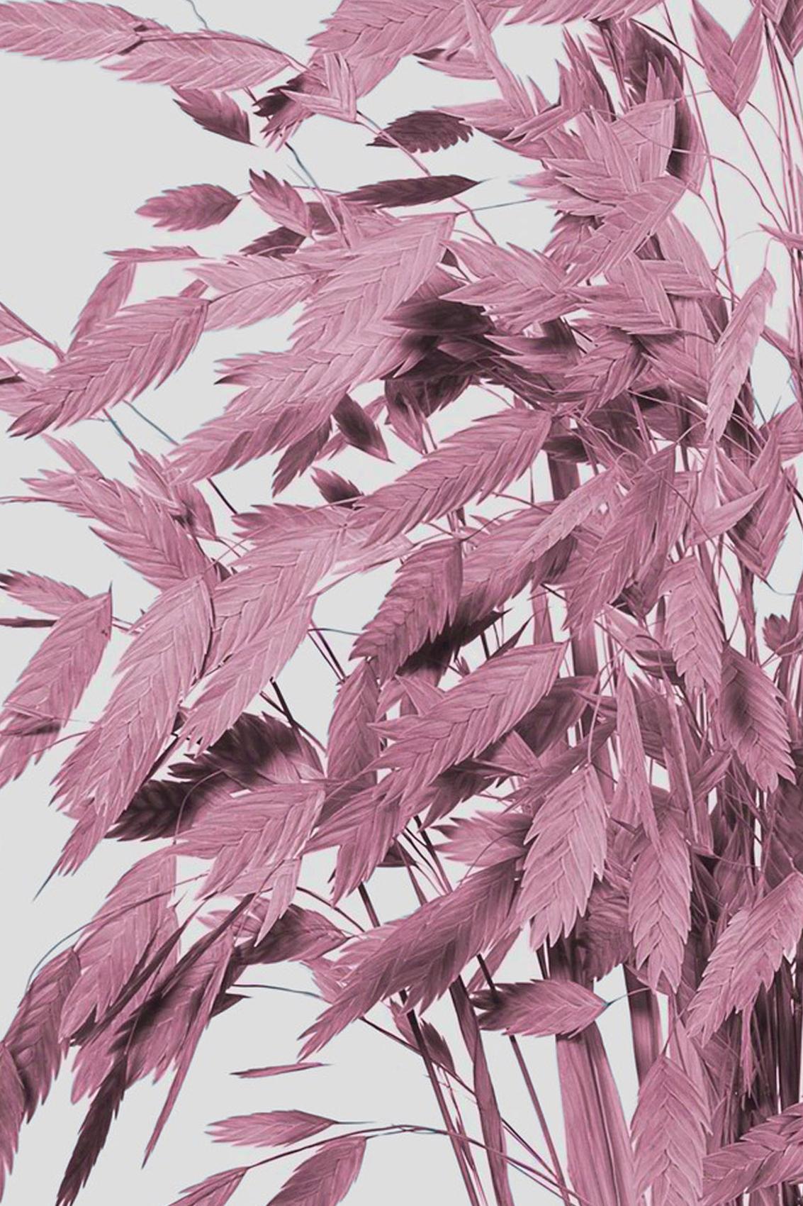 Chasmanthium | Mauve