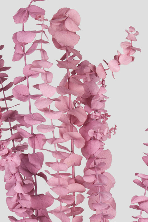Eucalyptus Baby Blue |  Mauve
