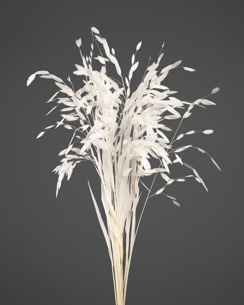 Chasmanthium | White