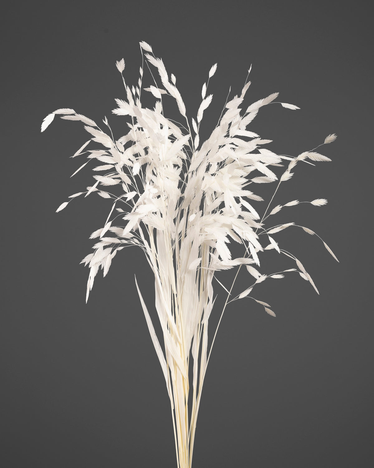 Chasmanthium | White
