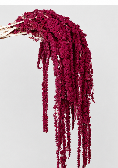 Amaranto | Mulberry