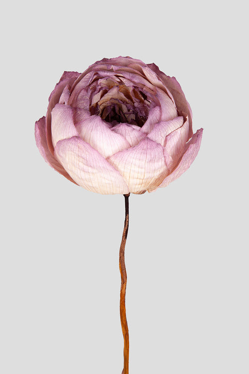 Peonia Dried 1 pz. |  Natural