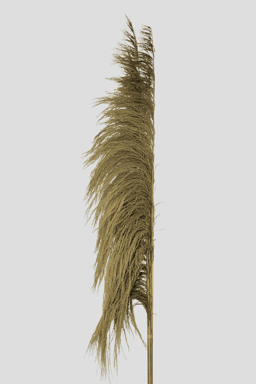 Feather Pampas 5 steli | Natural