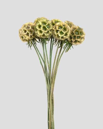 Scabiosa Stellata - 10 seli | Natural