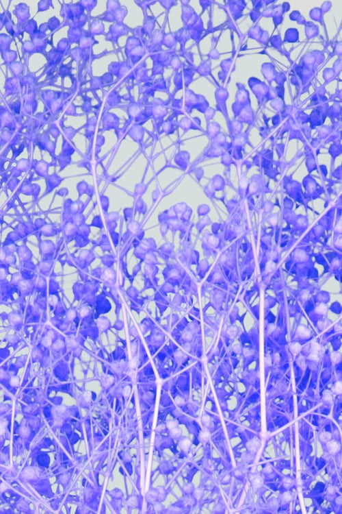 Mini-Gypsophila | Navy