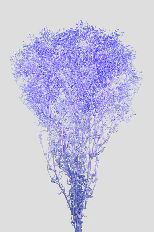 Mini-Gypsophila | Navy