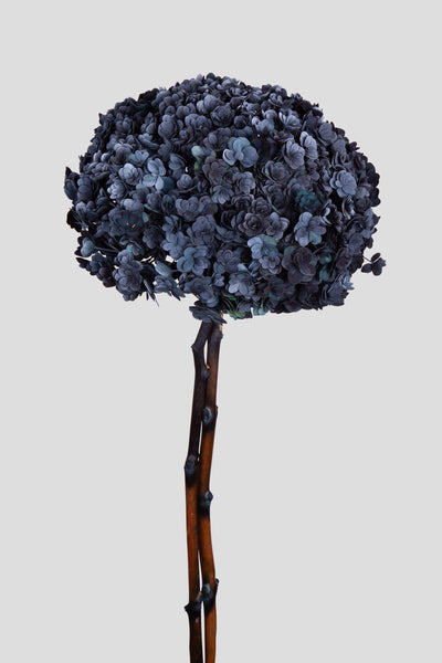 Ortensia Twin Petals | Navy Shade