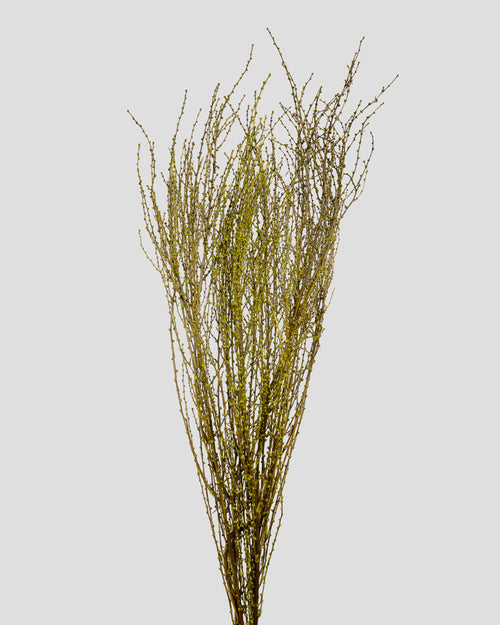 Fontanesia | Olive Green