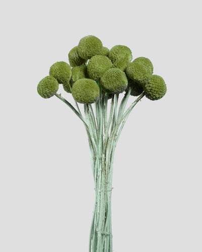 Craspedia | 20 steli - Olive Green