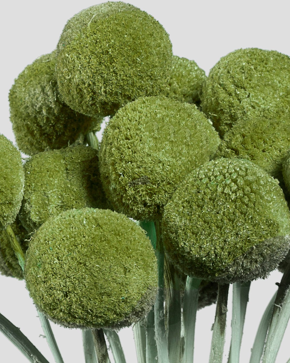 Craspedia | 20 steli - Olive Green