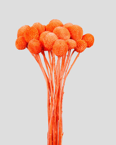 Craspedia | 20 steli - Orange