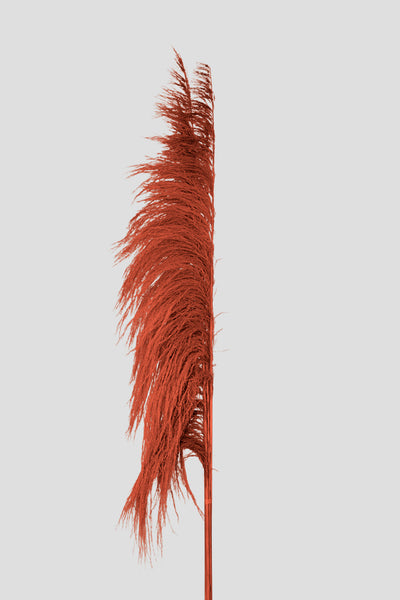 Feather Pampas 5 steli | Orange
