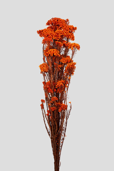 Helichrysum | Orange
