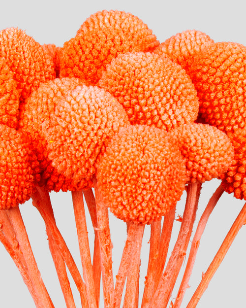 Craspedia | 20 steli - Orange