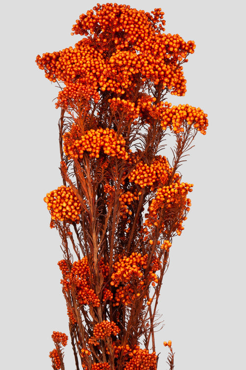 Helichrysum | Orange