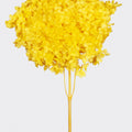  Mimosa Yellow