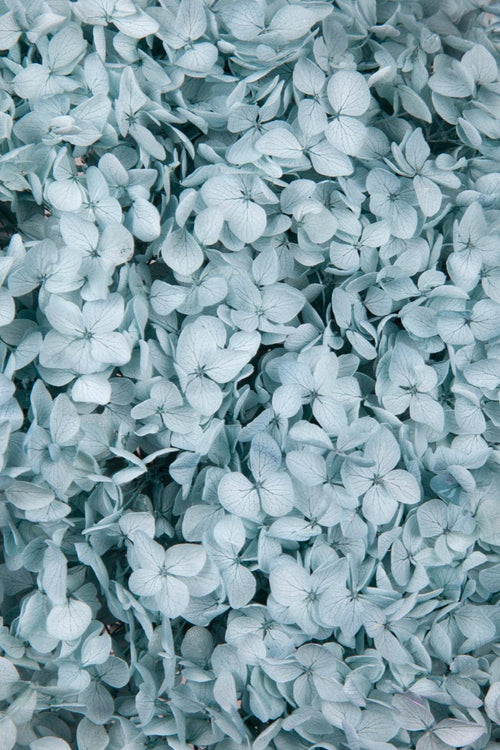 Hydrangea Annabelle B2B - March 2025