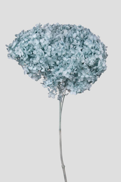 Ortensia Annabelle | Pale Blue
