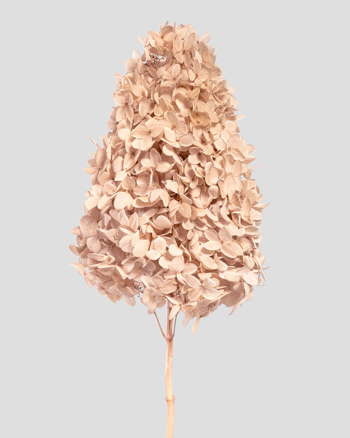 Ortensia Peegee