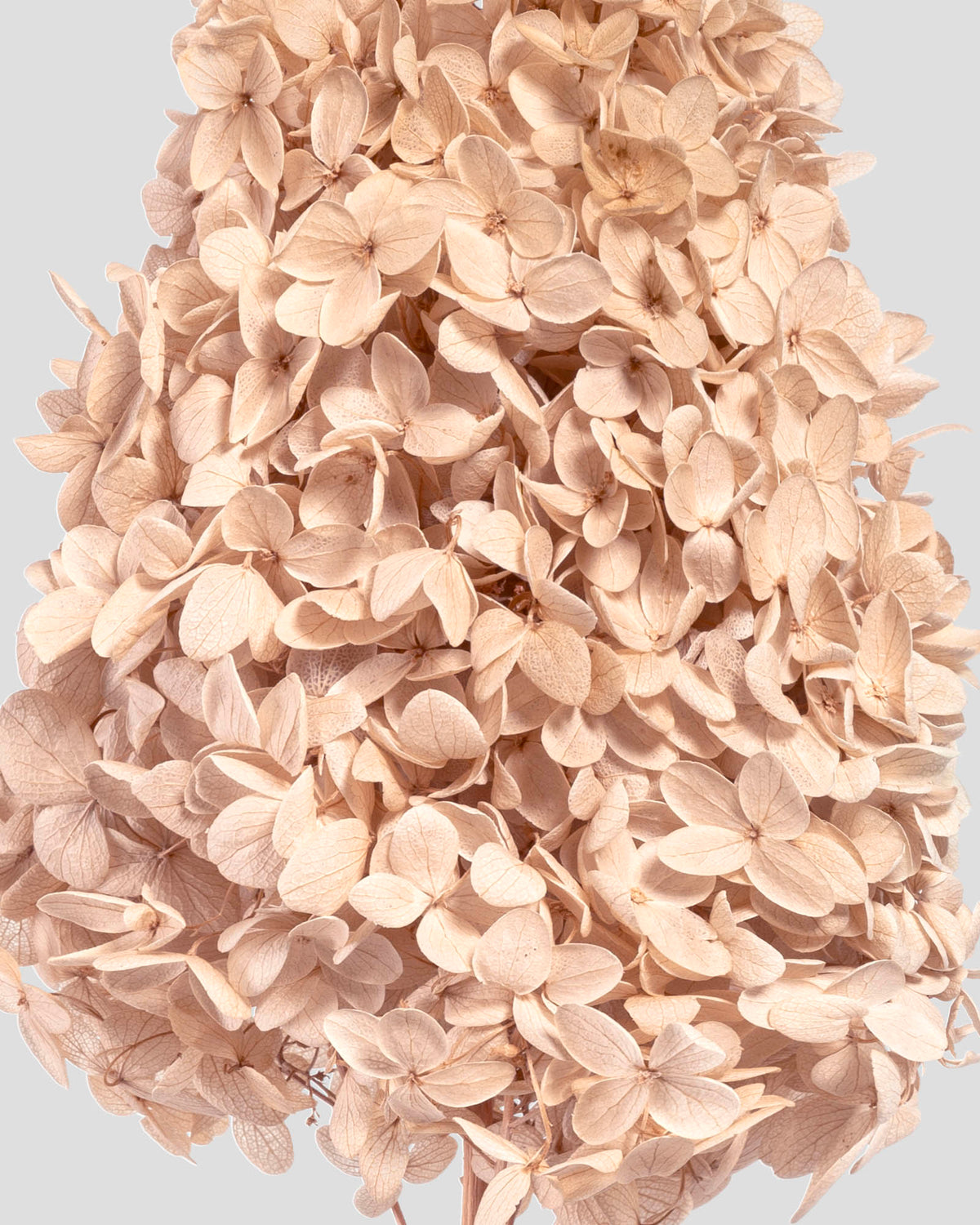 Ortensia Peegee