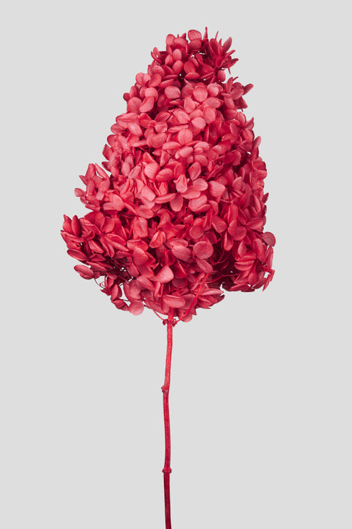 Ortensia Peegee | Red