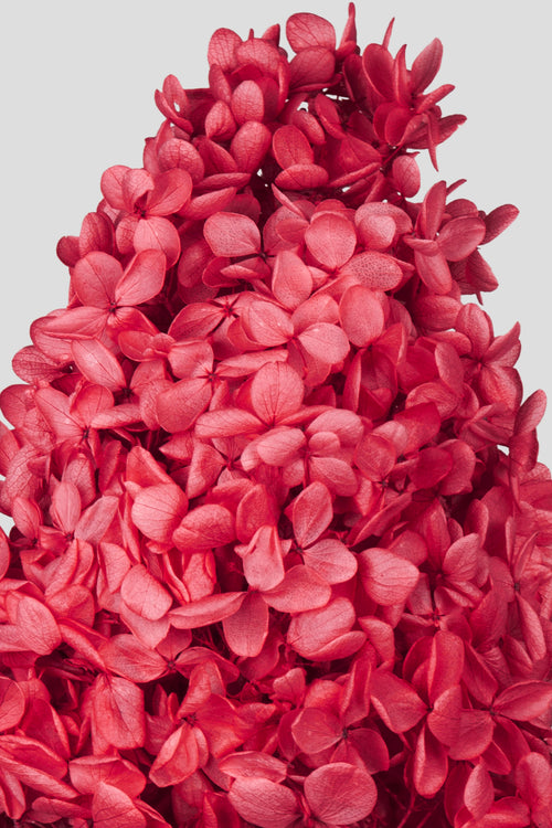Ortensia Peegee | Red