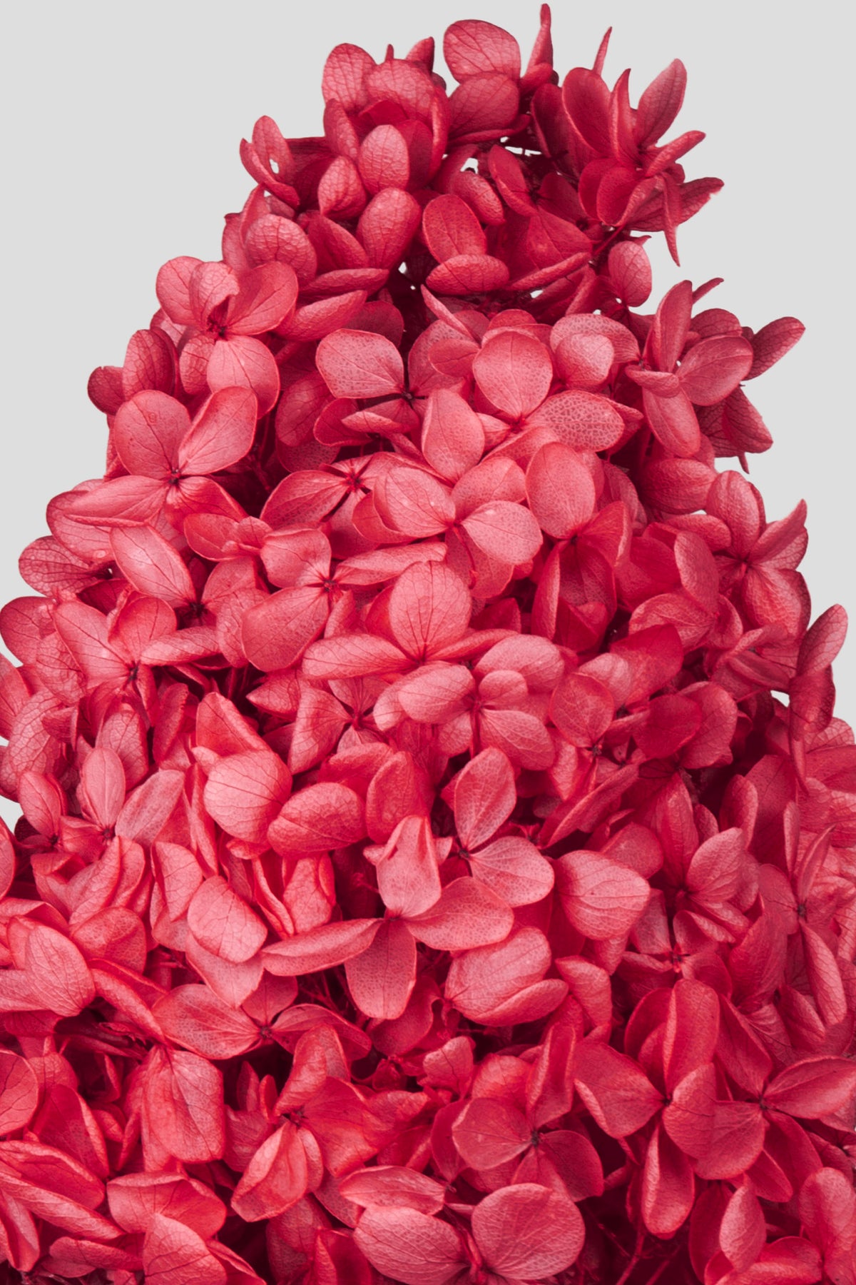 Ortensia Peegee | Red