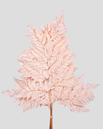 Felce Holly - 10 steli | Pink