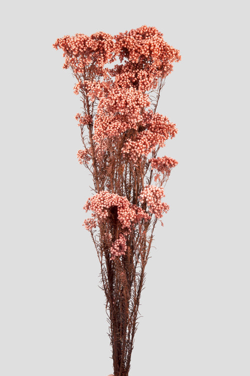 Helichrysum | Pink