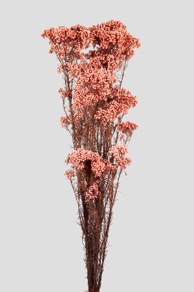 Helichrysum | Pink