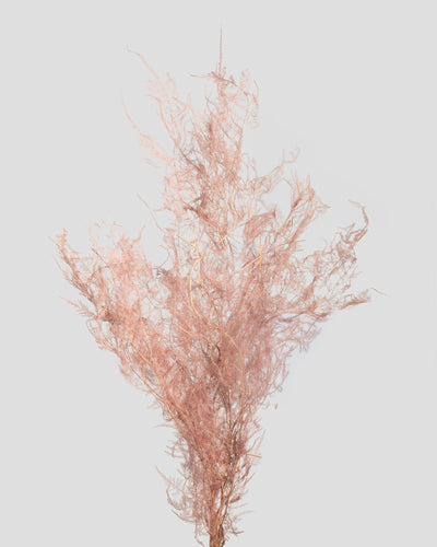 Asparagus | Pink
