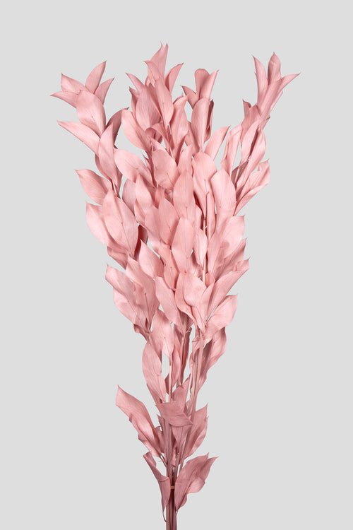 Ruscus | Pink