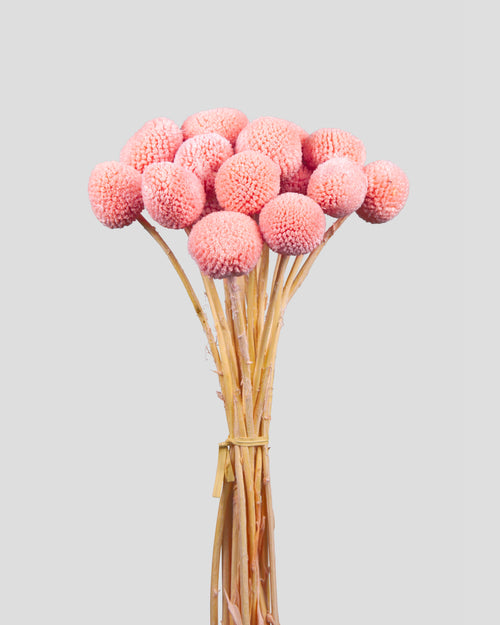 Craspedia | 20 steli - Pink