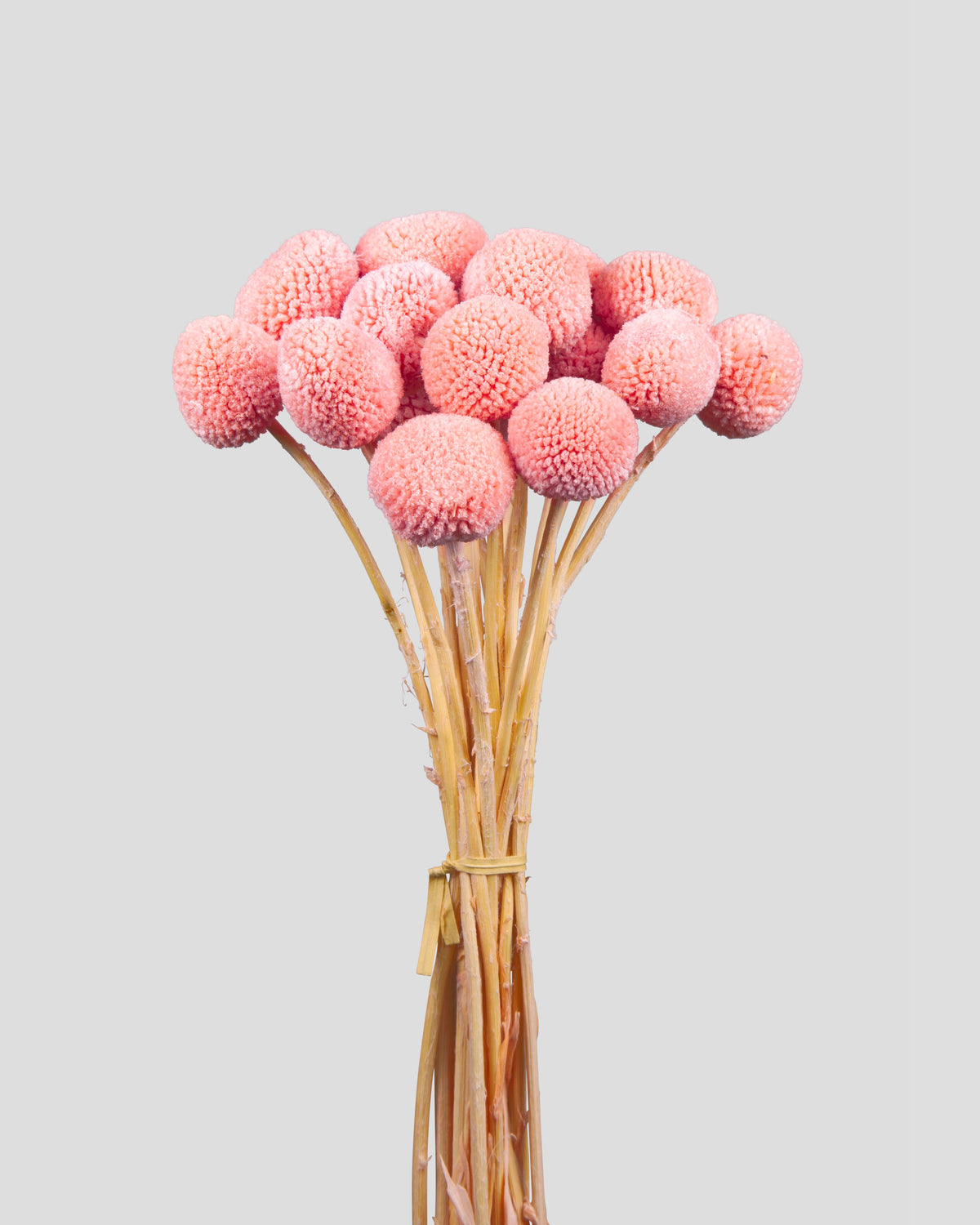 Craspedia | 20 steli - Pink