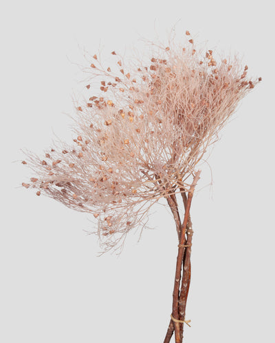 Dream Grass | Pink