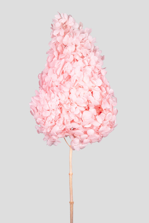 Ortensia Peegee | Pink