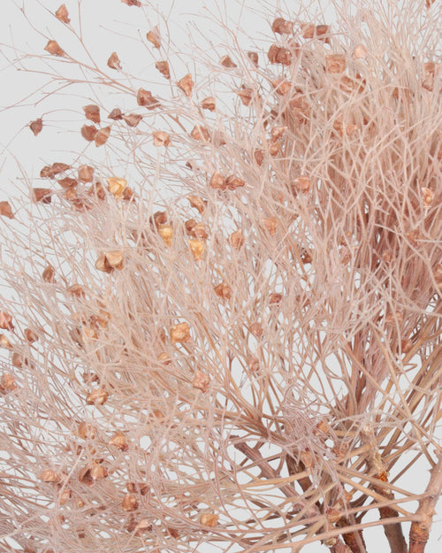 Dream Grass | Pink