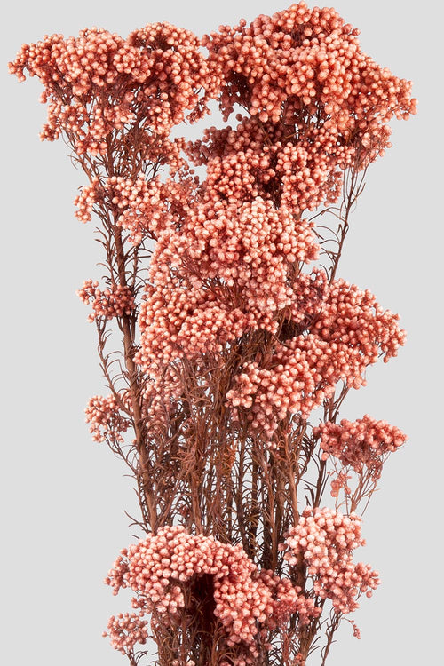 Helichrysum | Pink